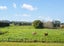 6B Dale Road, Whenuapai, Auckland - Carousel 33