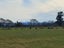229 Balcairn Amberley Road, Amberley, Hurunui, Canterbury - Carousel 6