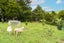 2433 Mangakahia Road, Whangarei - Carousel 36