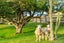 381 State Highway 1, Whangarei - Carousel 28