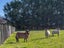 231 Norfolk Road, Waingawa - Carousel 16