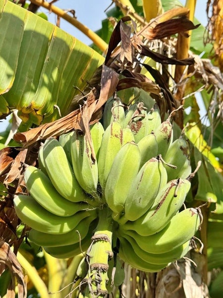 22 Houhora Heads Road, Pukenui, Kaitaia - Carousel 50