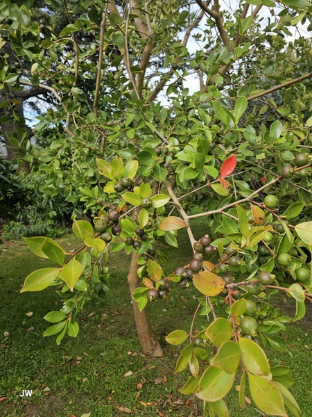 40 Zealandia Road, Manly, Whangaparaoa - Carousel 24