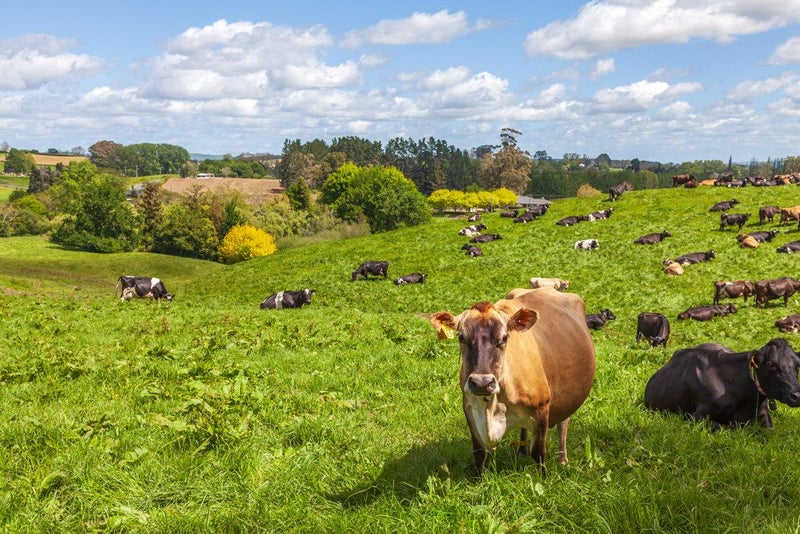 Lot 3-1768 Morrinsville Walton Road, Matamata, Matamata-Piako, Waikato - Carousel 7
