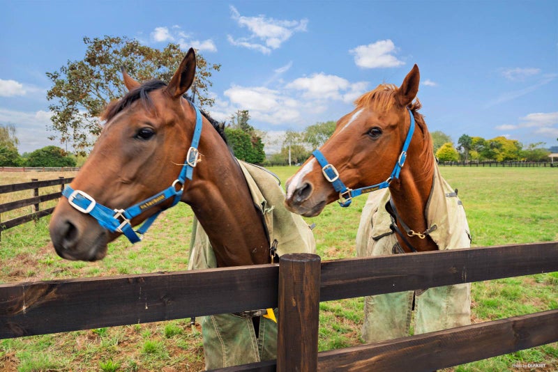 382B Tuakau Road, Buckland, Pukekohe - Carousel 4