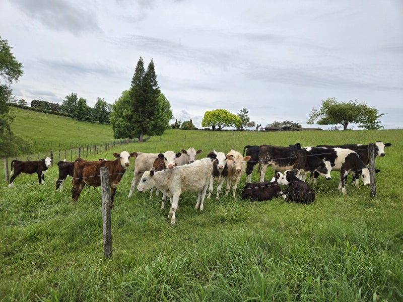 146 Fletcher Road, Hamilton - Carousel 26