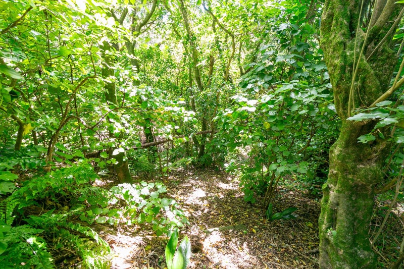 8 Makererua Street, Ngaio, Wellington - Carousel 28