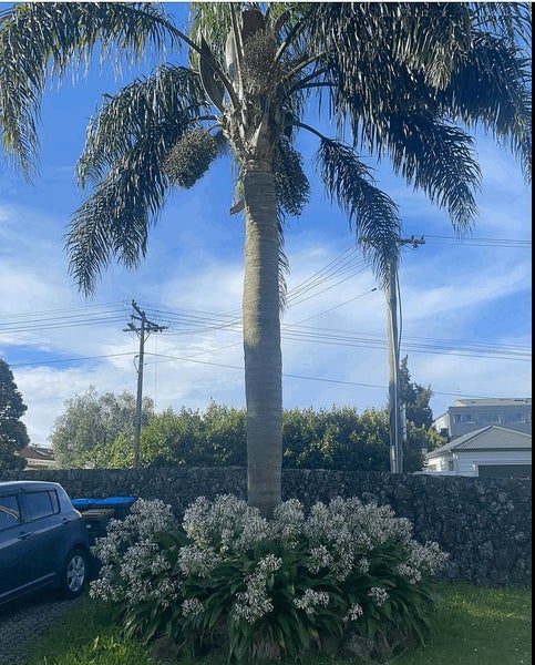 10E Sylvan Avenue East, Mount Eden, Auckland City, Auckland - Carousel 2