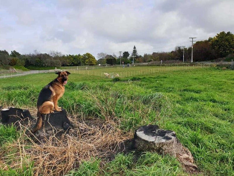 7 Mahua Road, Feilding, Feilding - Carousel 6