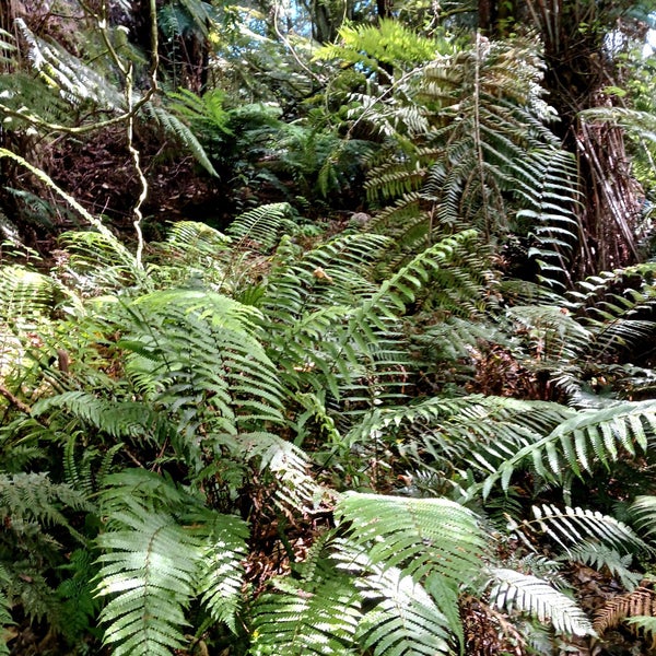 132 Swetman Road, WAIKINO, WAIHI - Carousel 15