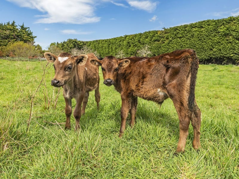 617 Days Road, Springston, Christchurch - Carousel 50