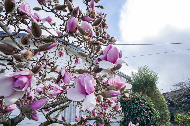 102 Ross Street, Grasmere, Invercargill - Carousel 30