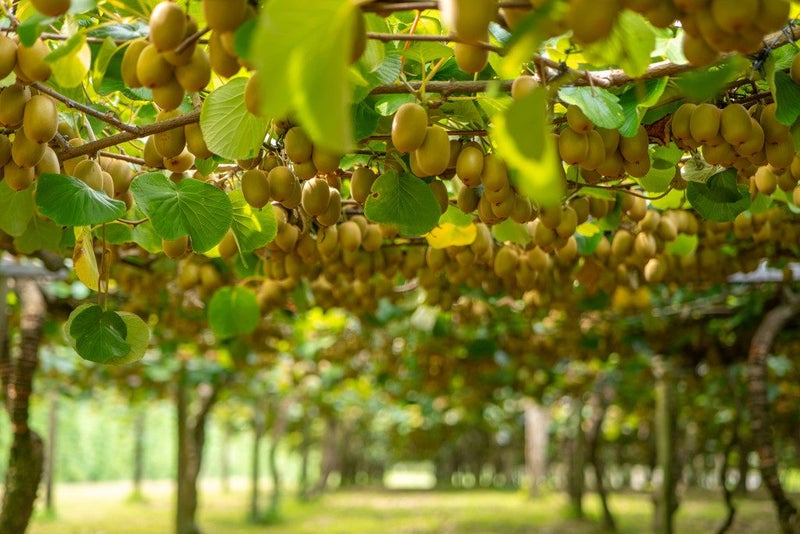 116 Tuapiro Road, Tahawai, Katikati - Carousel 2