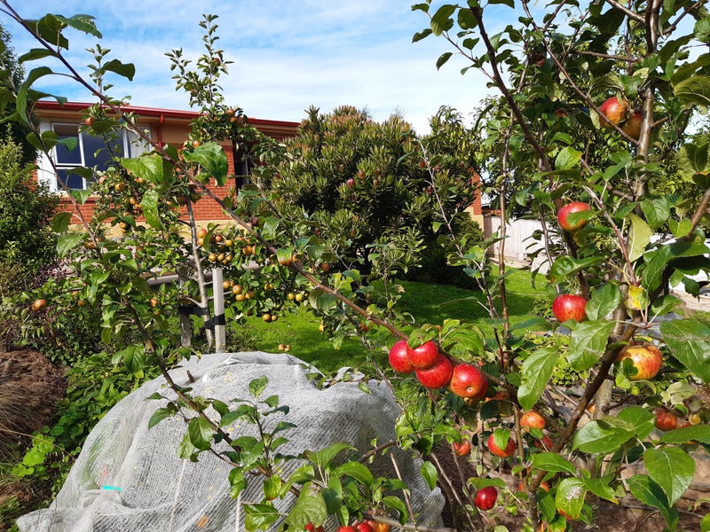 20 FAIRVIEW TCE, Sawyers Bay, Dunedin - Carousel 33