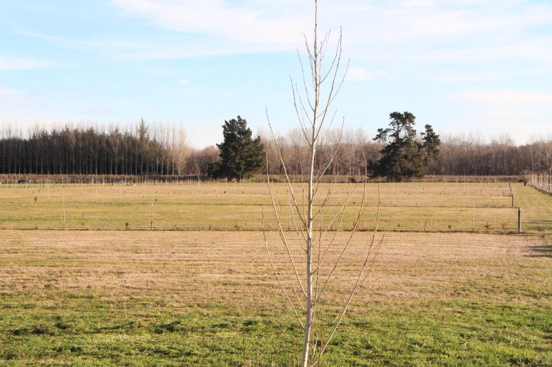 157 Orakipaoa Island Road, Milford, Temuka - Carousel 8