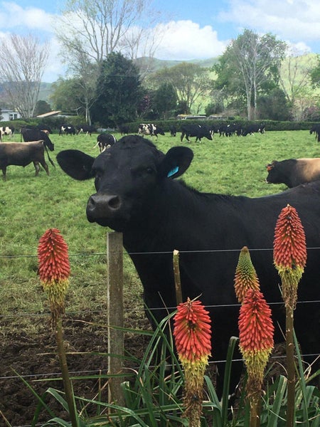 43 Cadman Road, Tirohia, Paeroa - Carousel 25