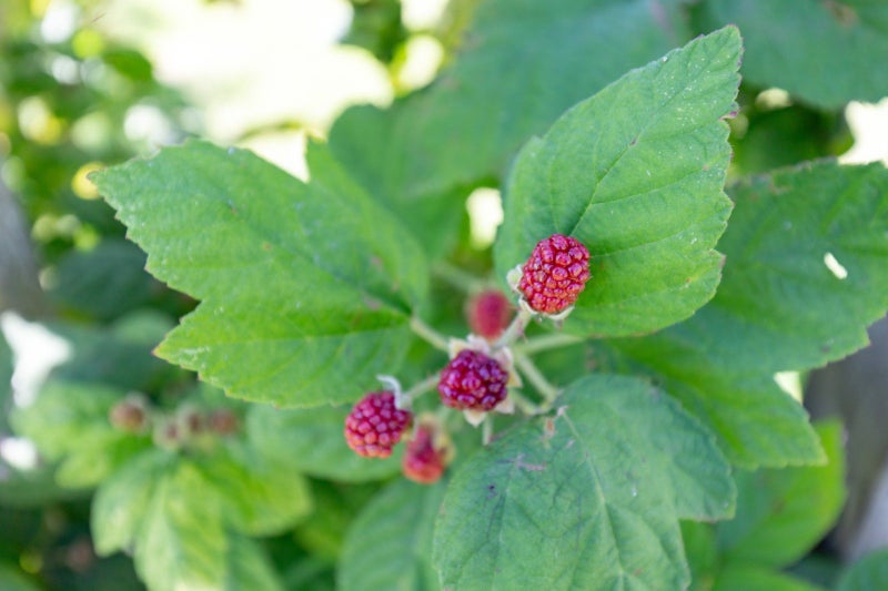 4 Piako Road, Turua, Ngatea - Carousel 2