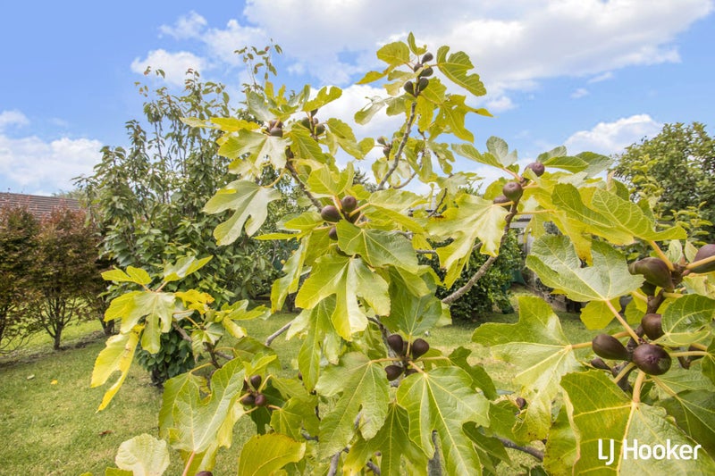 129 Koutunui Road, Athenree, Katikati - Carousel 35