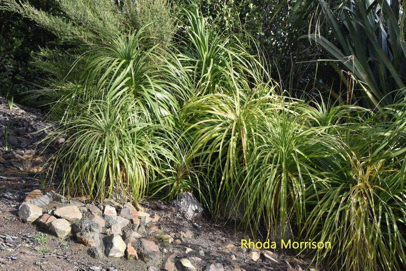 23 Te Wairoa Lane, TINOPAI, Tinopai - Carousel 31