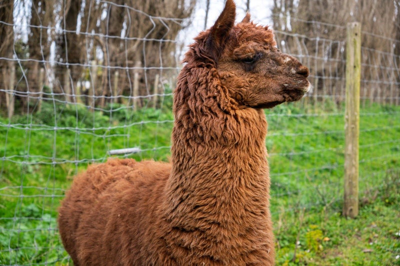 8 Ingram Road, Waerengaahika, Gisborne - Carousel 27