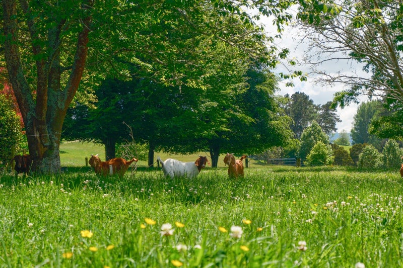 72 Gears Road, Kinleith, Atiamuri - Carousel 21