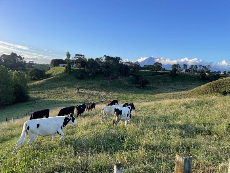 187 Smart Road, Hillsborough, New Plymouth - Carousel 15