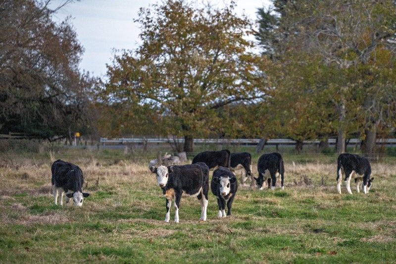 717 Western Drain Road, Te Teko, Whakatane - Carousel 24