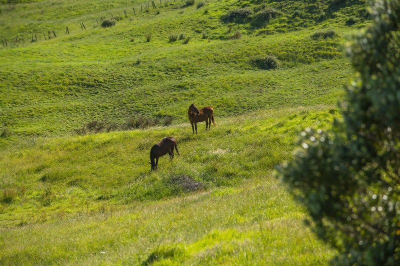 153 Wheatstone Road, Wainui, Gisborne, Gisborne - Carousel 32