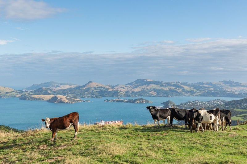 2 Heyward Point Road, Mihiwaka, Port Chalmers - Carousel 2