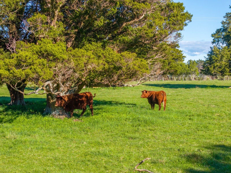 151 Humphries Street, Woodside, Greytown - Carousel 15