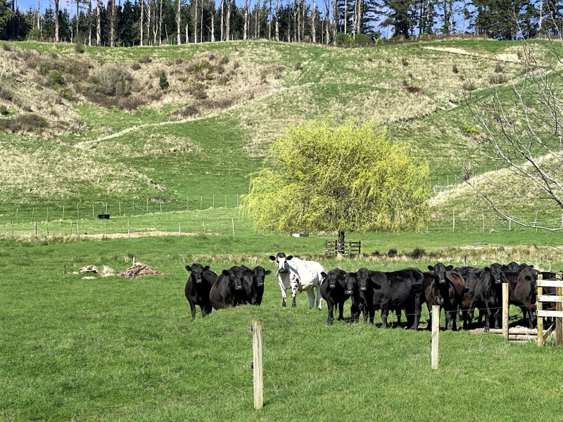 Property Valuation for 3005 State Highway 30, Whakatane, Whakatane, Bay