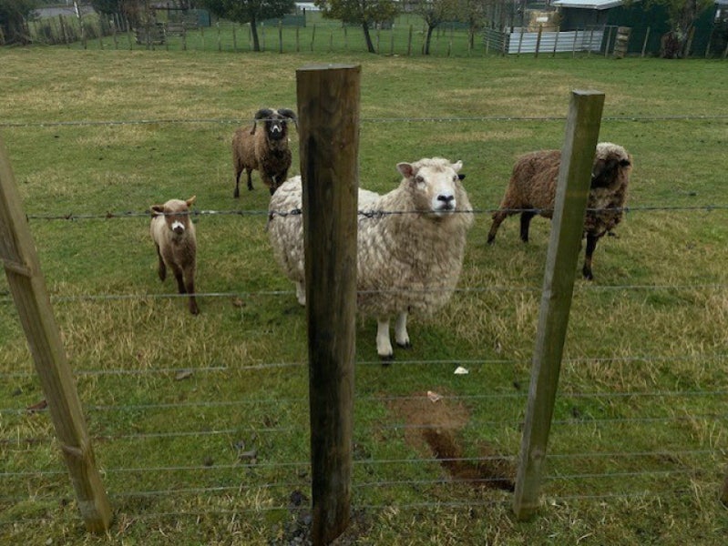 6 Bryce Street, Apiti, Āpiti - Carousel 5