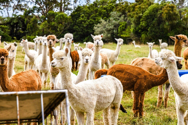 680 Hurford Road, Hurford, New Plymouth - Carousel 2