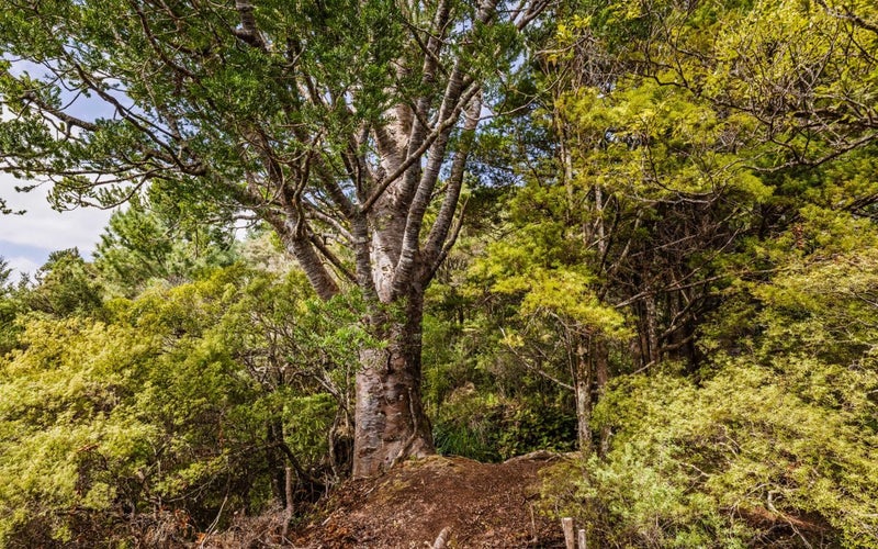 6754 State Highway 12, Waimamaku, Kaikohe - Carousel 31