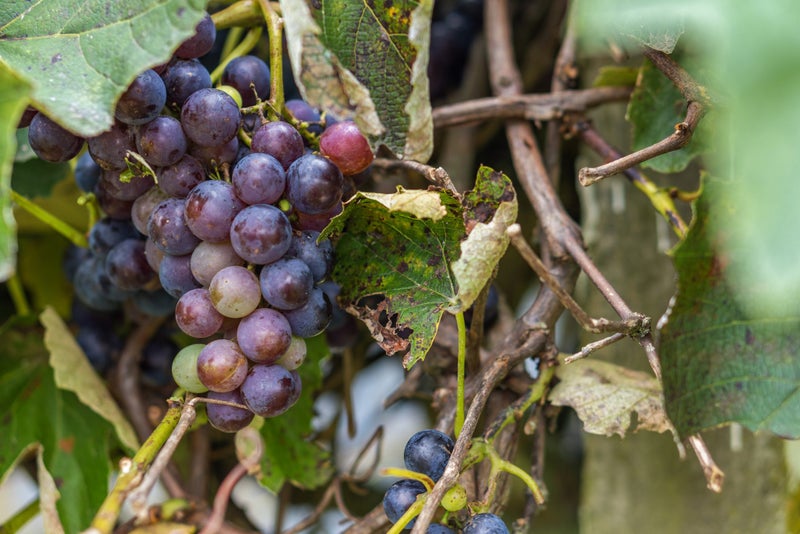 590 Kakaramea Road, Ngahinapouri, Te Awamutu - Carousel 38