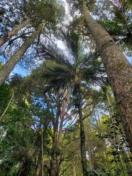 46 Crossett Road, Whangarei - Carousel 33