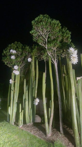 35 Tipahi Street, Nelson South, Nelson - Carousel 15