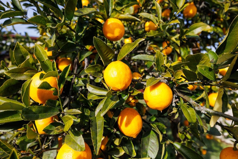 14 Totara Street, Marton - Carousel 27