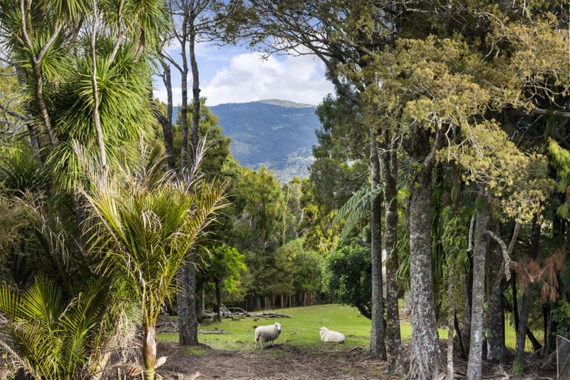 429 Wairere Road, Henderson - Carousel 2