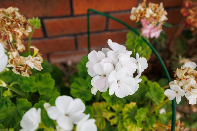 15 McArthur Street, Terrace End, Palmerston North - Carousel 25