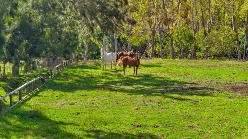 200 Awa Road, Kumeu - Carousel 2