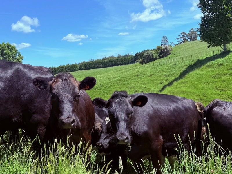 0 Rangiuru Road, Otaki, Otaki - Carousel 11