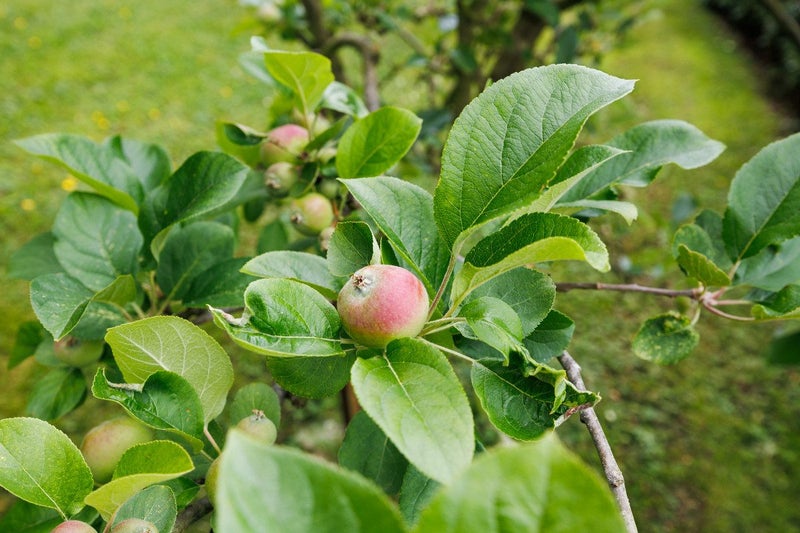 54 Henaghans Road, Kelvin Grove, Palmerston North - Carousel 31