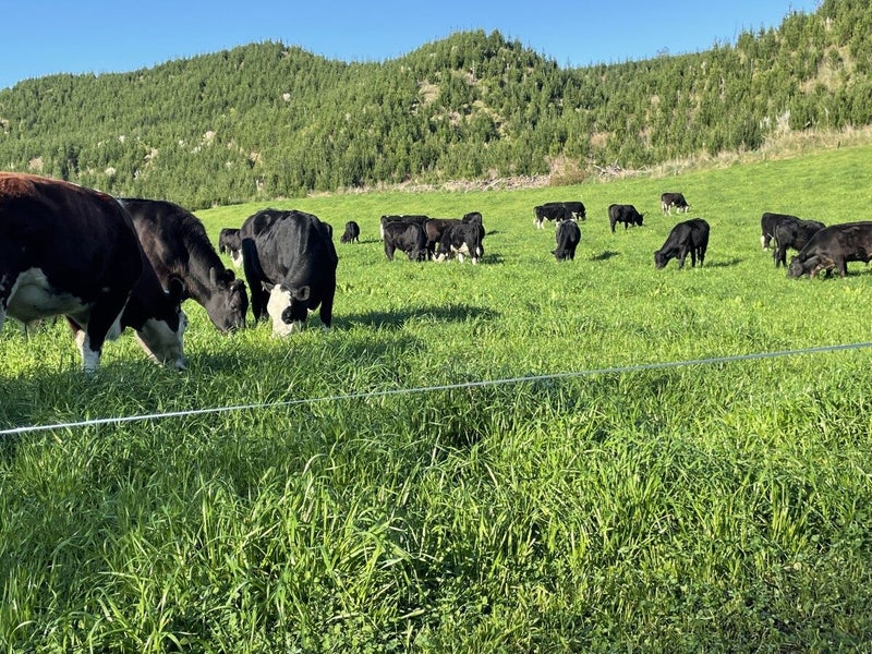 280 Mystery Valley Road, Paengaroa, Te Puke - Carousel 5