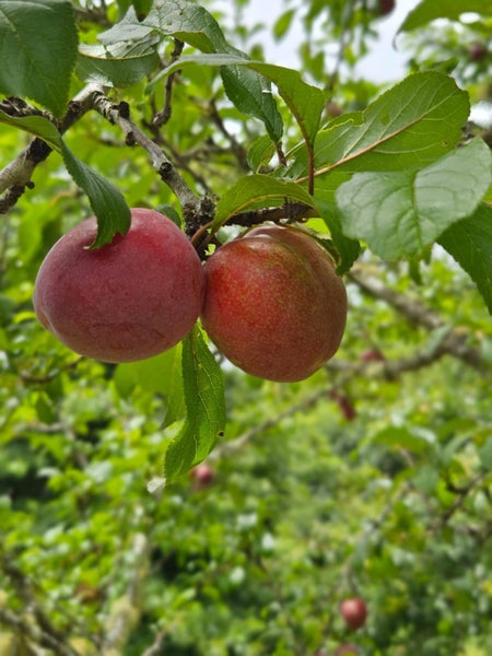 48 Mccathie Road, Silverdale - Carousel 23