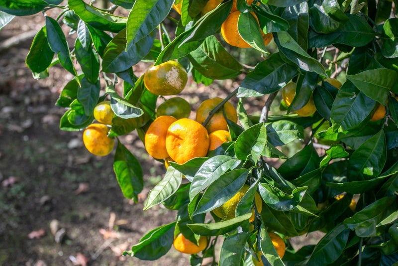 410 Pagitt Street, Coromandel - Carousel 15