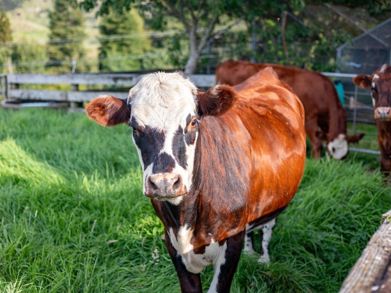1964A State Highway 23, Whatawhata, Hamilton - Carousel 39