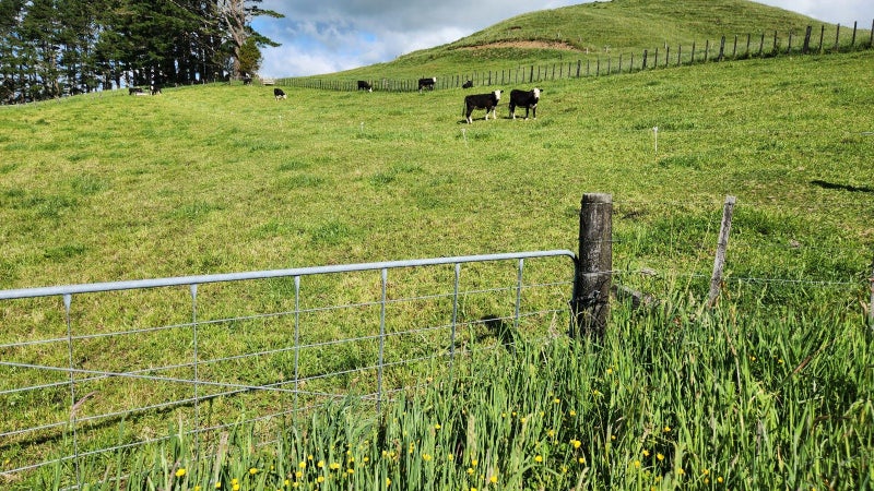 133 Kaimata Road South, Kaimata, Inglewood - Carousel 2