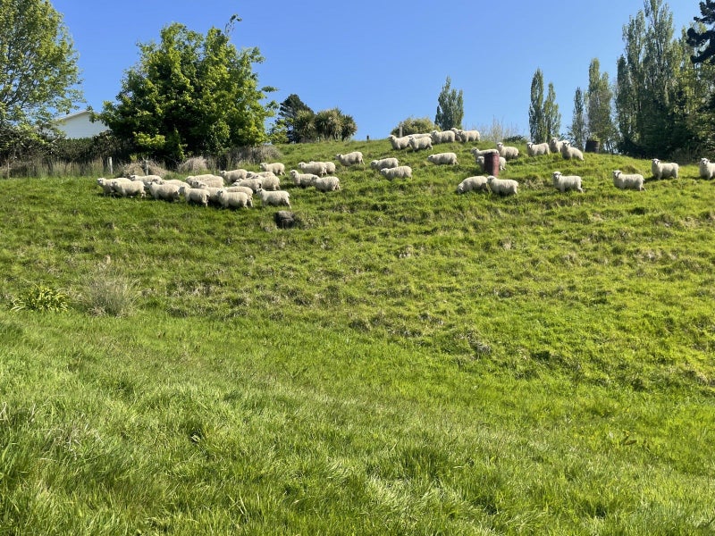 750 Clareinch Road, Waipawa - Carousel 22