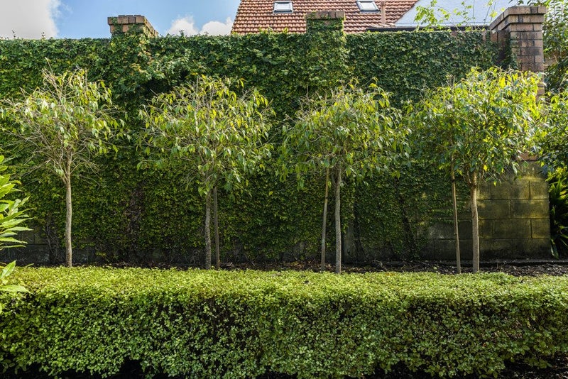 10 Rurumoki Street, Regent, Whangarei - Carousel 29